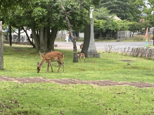 奈良教育大学のキャンパスで暮らしている鹿